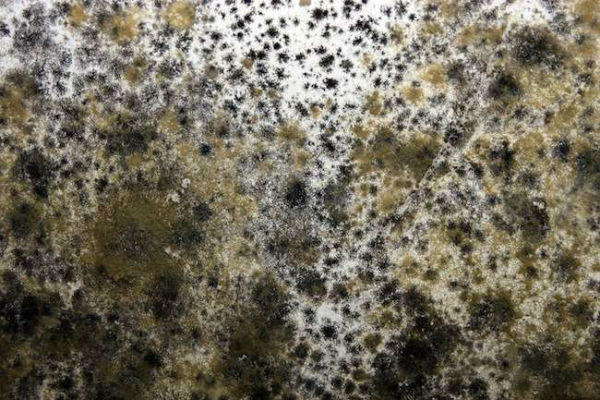 mold in my home