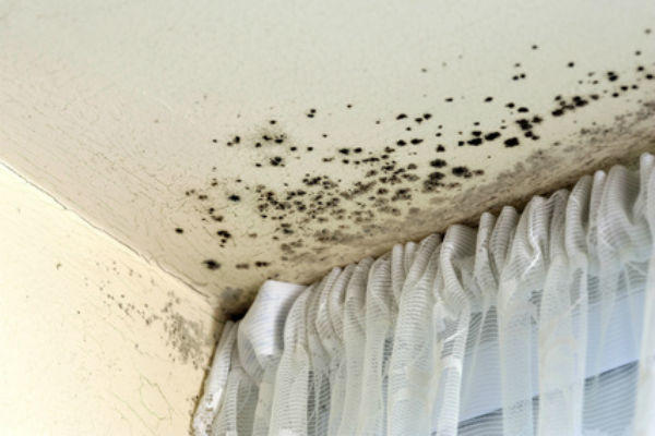 mold in my home