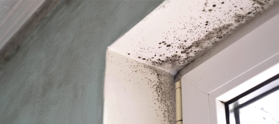 mold inspection naples