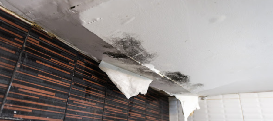 black mold fort myers